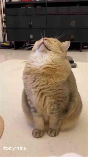 Heartwarming Cat Moments That Will Melt Your Heart