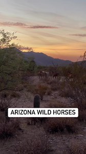 Just after the sunset, this large band of Arizona Wild Horses trotted by me as I made it back to the car. According to Arizona state historical records, these beauties have been living on the Lower Salt River of Arizona since well before the Tonto National Forest was created in 1902, or Roosevelt Damed the river. Most date them to at least the 1700’s. Best guess is that they are descendants from Spanish missionary stockyards in late 17th century Sonora (now Arizona). | Jeremy Johnson Photography