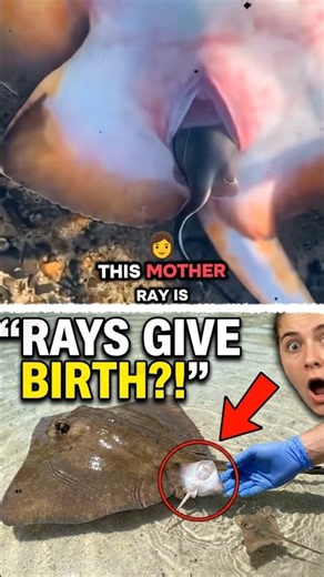 A Ray Gave Birth on Camera—and the Baby Swam Away