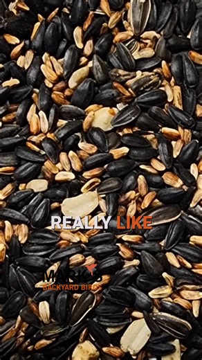 Don't skimp on bird seed! Low-quality mixes have fillers birds won't eat. They toss it out, which attracts unwanted guests to your yard. Quality seed keeps everyone happy (and the ground clean!). #BirdFeeding #Wildlife #BackyardBirds #BirdSeed #Nature | Backyard Bird Center