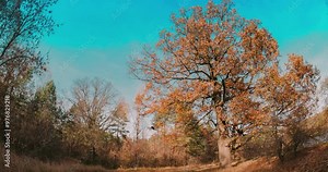 Season Transition Oak Forest From Summer Green To Autumn Yellow. Fall Autumn Mood Time Lapse. Green Tree And Grass Turn Yellow. Season Change TimeLapse Concept