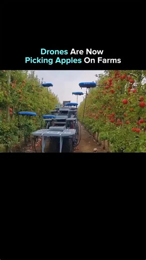 Deepnewsai on Instagram: "Drones are now picking apples on farms. In Israel, agriculture meets automation as drones, AI, and big data transform traditional farming into a precise, data-driven system. From monitoring soil health to optimizing irrigation and forecasting yields, these tools are redefining how food is grown. As climate change intensifies and global demand rises, this fusion of tech and agriculture could shape the future of food production."