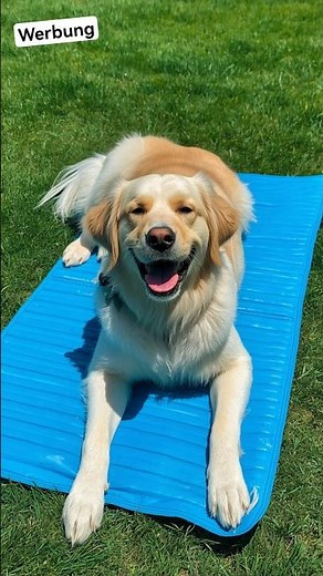 Too hot for your dog? THIS helps immediately! 🐶❄️