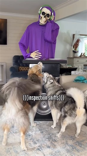 Champ & Tyson on Instagram: "DJ McRibb, play “Who Let The Dogs Out”. Champ and Tyson react to our new animatronic skeleton DJ. ☠️ 🎶 #dogs #huskies #halloween #animatronics #skeletondj #homedepot"