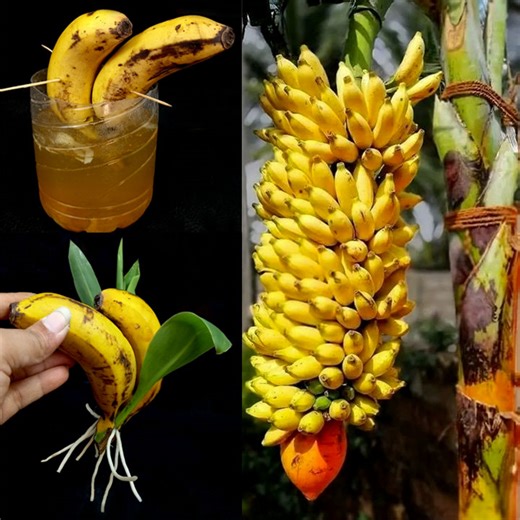 144K views · 1K reactions | How to Grow Banana Tree from Cutting Banana Fruit With Turmeric Powder & Toothpaste In A Water | Tamanna Garden | Facebook
