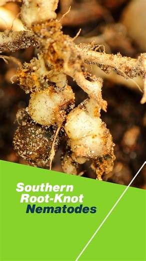 Root-knot nematodes attack from below, causing root galls, stunted growth, and lower yields. Fight back with resistant varieties and smart practices like crop rotation, weed control, and disease-free transplants. Strong roots mean stronger harvests. 🌿 Don’t let nematodes control your crops 👉https://bit.ly/3WnjX78 #Seminis #RootKnot #Nematodes | Seminis Vegetable Seeds - United States/Canada
