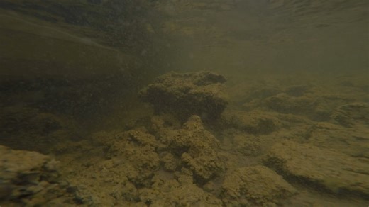 🐍 European eels live in lakes and rivers for 10-25 years. Then, eels swim across the Atlantic to the Sargasso Sea to spawn. ⚫️ Inland Fisheries Ireland monitors populations of this critically #endangered #eel species. Here, eels are released after being weighed and measured. 🔗 Learn more: tinyurl.com/mttf48ek | Inland Fisheries Ireland