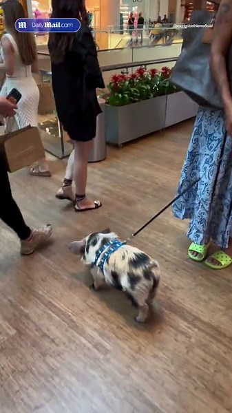 Woman takes pet pig into Apple Store and lets it defecate all over the floor