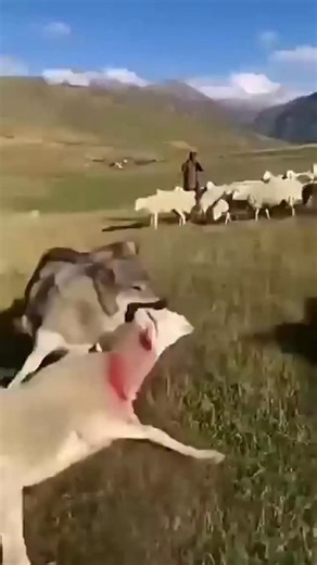 Gorilla on Instagram: "Japan is turning footsteps into electricity! 👣⚡ Using piezoelectric technology, Japan is proving that even a simple walk can power the future. 🌍 At Tokyo’s Shibuya Station, over 2.4 million daily commuters generate energy to light up LED displays and ticket gates! 💡🚉 How it works: Each step creates mechanical pressure Special tiles convert it into electric power New systems can generate up to 30 watts per step! 🔋 This innovation shows how human movement = renewable en