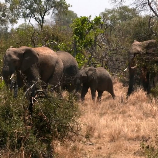 Ever wondered why elephants have trunks?🐘 | Discovery Channel UK