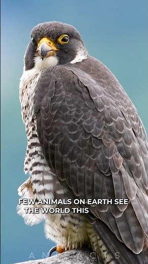 Peregrine Falcon: The Fastest Animal on Earth