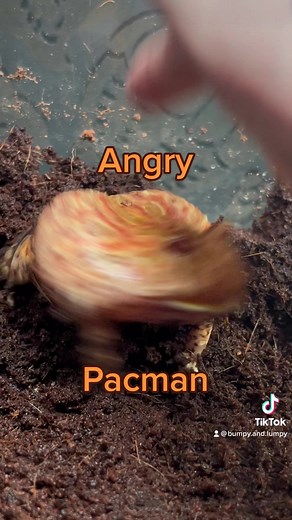 Peach is VERY angry (He is absolutely fine, some pacmans are just moody fuckers. He’s mad because I removed a piece of his furniture so I could feed him. Now he has a belly full of worms, and I put his furniture back, hes as happy as ever). #fyp #frog #frogs #frogtok #frogtiktok #toad #pacmanfrog #pacmanfrogs #pacmanfrogsoftiktok #funnyanimals #funnyanimal #cuteanimals