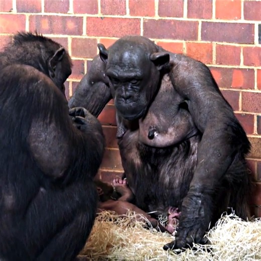 Baby Chimpanzee Crying For His Mom _ Charlie Bit My Finger Chimp Style#reelsvideoシ | AnimalLovely