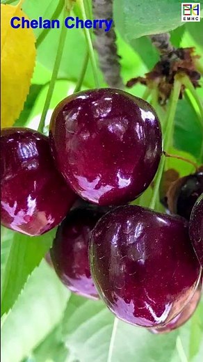 Top 20 CHERRY Fruit Variety, 1 min How/What Make Nature Crop Plant