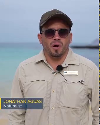 You won't find a more aptly named place in the Galápagos Islands than Cerro Dragon, or "Dragon Hill," on Santa Cruz. The name stems from the endemic land iguanas that roam the island without fear of humans. During guests' recent visit, they were greeted by a curious, bright yellow male iguana. 🎥 by Félix Reyes aboard the #NatGeoIslanderII in the Galápagos Islands | Lindblad Expeditions