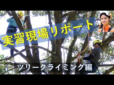 実習現場リポート(ツリークライミング編)