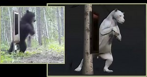 15K views · 274 reactions | Check out this realistic bear animation created by Nicolas Morel, Mahmoud Salamin, and Madhav Shyam using Maya and ZBrush. More videos and info: https://80.lv/articles/ultra-realistic-bear-animation-made-with-maya-zbrush/ | 80 Level | Facebook