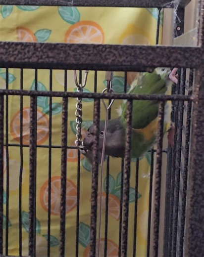 Sassy Duck rings this bell every single morning for at least 20 minutes 😂 | A Parrot's Life For Me