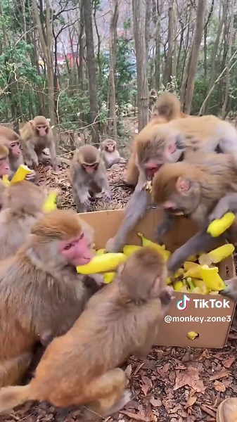 Understanding the Conservation of Monkey Groups