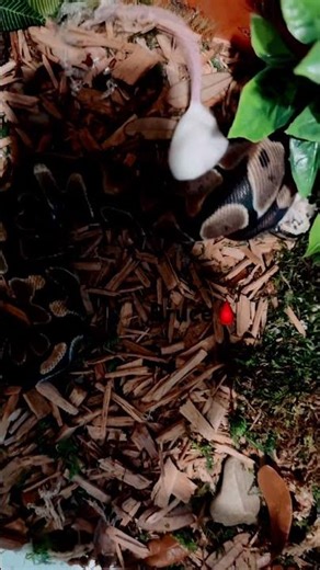 Ball Python Growing Simulation #snake #republicday #reptiles #python #fyp