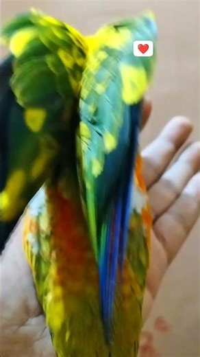 GoPro: A bird's-eye view #parrot #birds #gopro #fpv#pov