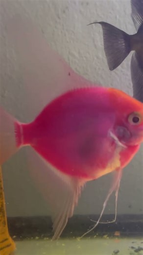 Pink Starfire angelfish & Bulgarian