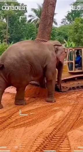 The Elephant Takes Control Of The Situation