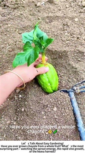 Planting Sprouted Chayote – One Fruit, Endless Harvest! 🍈🌿
