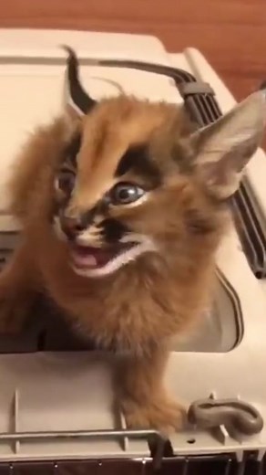 Floppa Anime Girl Meets Kitty Floppa