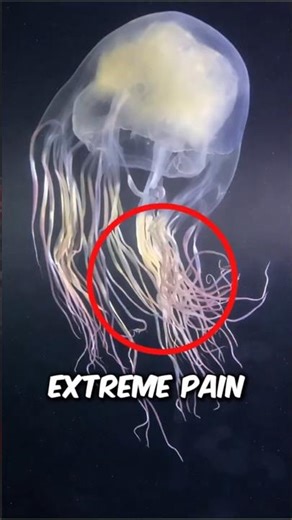 This Transparent Sea Monster Is More Dangerous Than Sharks! 😱