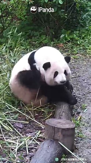 He Hua's Cute Moment: Even Scratching Is Sooooo Adorable | iPanda #shorts