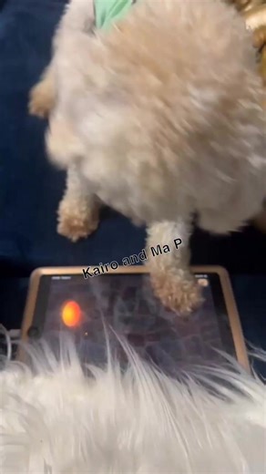 43K views · 620 reactions | I need the maker of Apple and Jolly dogs app asap! lol  it’s their fault!  #kairothemaltipoo #kairoandmap #fypシ #furbaby #JollyDog #MysQue #funnydogs #fyp #kairo | TaQueisha MysQue Johnson | Facebook