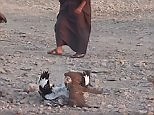 Rare Houbara Bustards being hunted with Falcons in Qatar