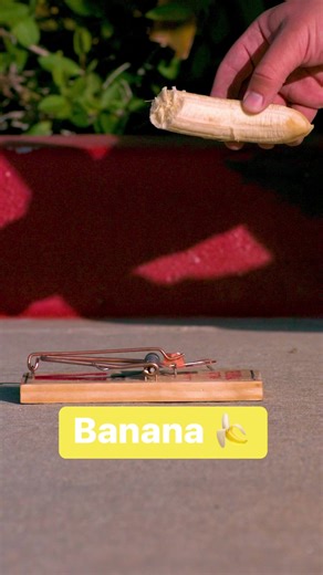 Mousetraps in SLOWMO 🍌🍏🍊 | Legendary Shots