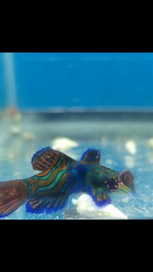 Just your average day in the underwater world—where the green mandarin goby is here to remind us that not every fish has to be a clown! 🐠💚 #underwaterbuddies #gobygoals #fishlove #lansdale #aquarium #fishlife #buckscounty #fish #fishy #aquarium #aquariumhobby | More Than Fish Aquarium