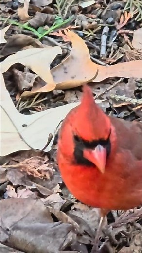 Male Northern Cardinal: Super CloseUp