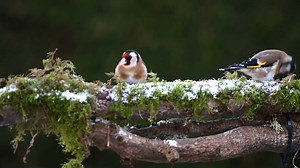 European goldfinches (Carduelis carduelis) Europe, North Africa, Asia. | BIRDS & Nature