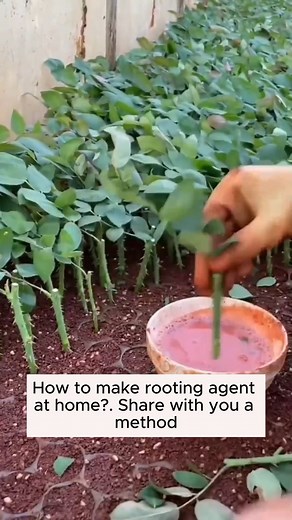 Easy to help plants grow #gardening #gardentools #gardeningtools #tool #tools #gardeningmakemehappy #handtools #cooltools #satisfying #gardeners #gardeninspiration #gardening #trees #tree #treesofinstagram #treestreestrees #treestagram #gardeningtips | Home Gardening