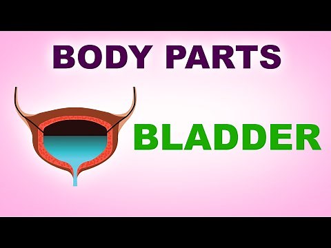 Bladder - Human Body Parts - Pre School Know Your Body - Animated Videos For Kids