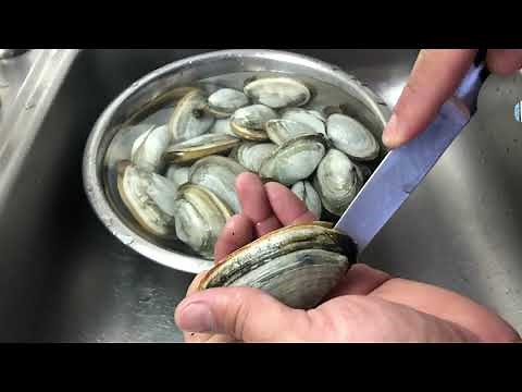 Shucking and cleaning the sand out of fresh Long Island steamer/soft shell clams