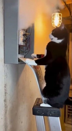 Cat! Watch Out for the Explosion😼💥#catshorts #cats #cat #kitten #kitty #funnycats #shorts