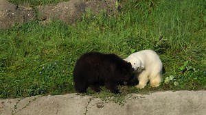 2.5M views · 114K reactions | A grizzly bear found wandering alone in Alaska, too young to be separated from its mother, has been moved to the Detroit Zoo, it’s new home. Here's some adorable video of Jebbie and the Detroit Zoo’s hand-reared polar bear cub, Laerke. They like to wrestle. | WDIV Local 4 / ClickOnDetroit | Facebook