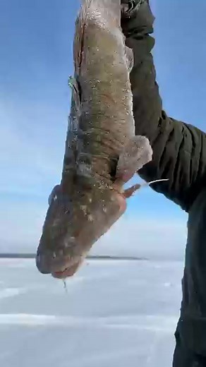 How do fish survive frozen in ice? #viralpost2025シ #videoviralシ #ternding #shortsreels #viralreelsシ #shortsvideos #facebookreel #trendingshort #facts #shortvideo | my first block