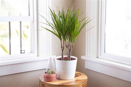 How to Grow and Care for Dragon Tree (Dracaena Marginata) Indoors