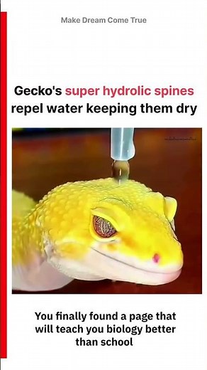 🦎Gecko's Super💦 hydrolic spines repel water🔥keeping them dry✨ | MDCT