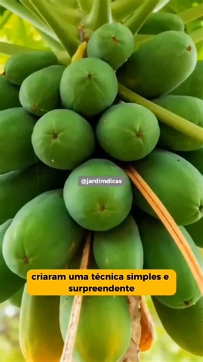 dicas de jardim | Plantas e Botânica on Instagram: "Mamoeiro baixo, forte e cheio de frutos 🌱 Uma técnica simples que controla a altura da planta e direciona a energia para a produção, facilitando a colheita e melhorando os resultados. Método prático, acessível e usado há anos por agricultores experientes. Salve para testar depois e acompanhe o perfil para mais dicas inteligentes de cultivo 🌿 #plantas #jardim #jardinagem #flores #fruta #agricultura"