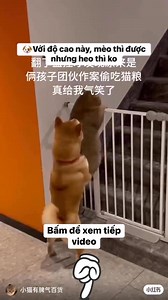 Ăn cho mập zô để giờ không lên nổi | Chó & Mèo
