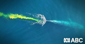 Blue whale, world's largest animal, caught on camera having a poo