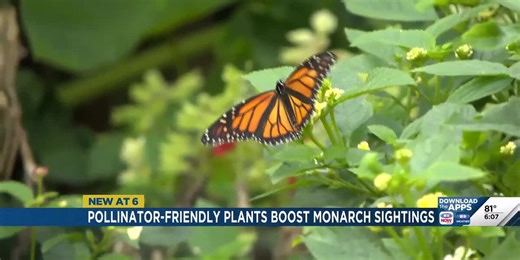 Pollinator-friendly plants boosting monarch sightings