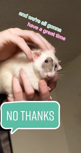 no kisses only pets #chunkypets #babyrats #pets #rats #rattok #ratfacts #petrats #chonkyrat
